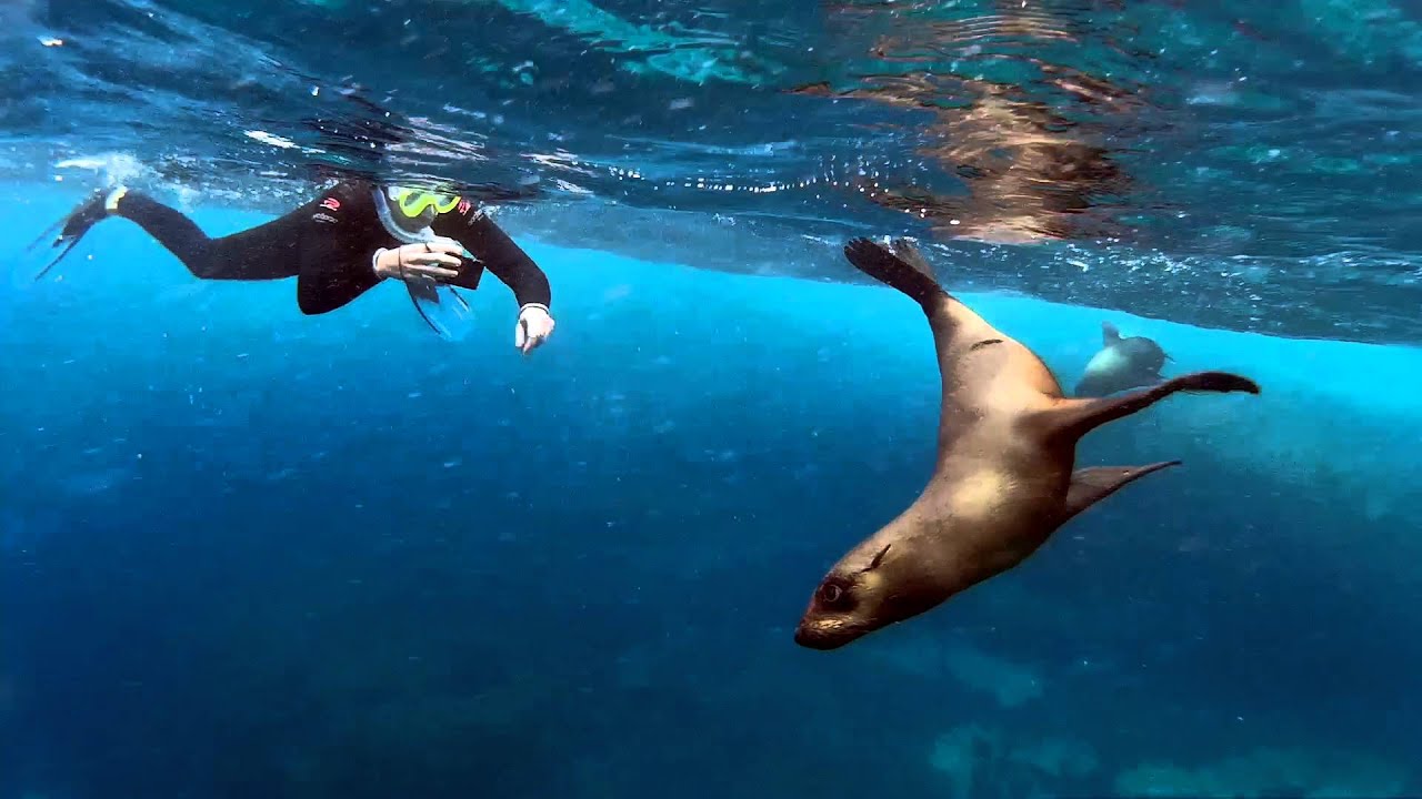 What You Need to Know About Swimming with Seals