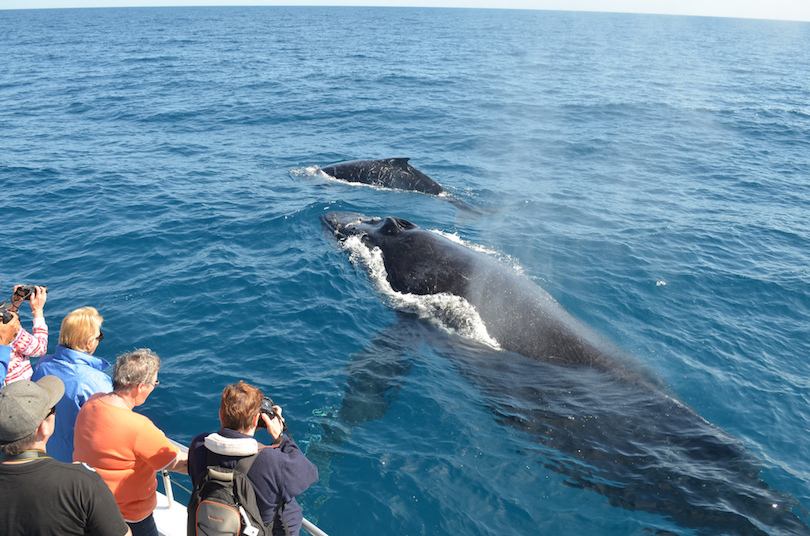 How to Maximise Your Enjoyment of a Whale Watching Trip