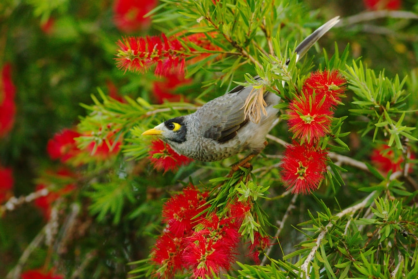 Enhance Your Landscape with Online Purchases of Wildlife-Preferred Trees and Shrubs